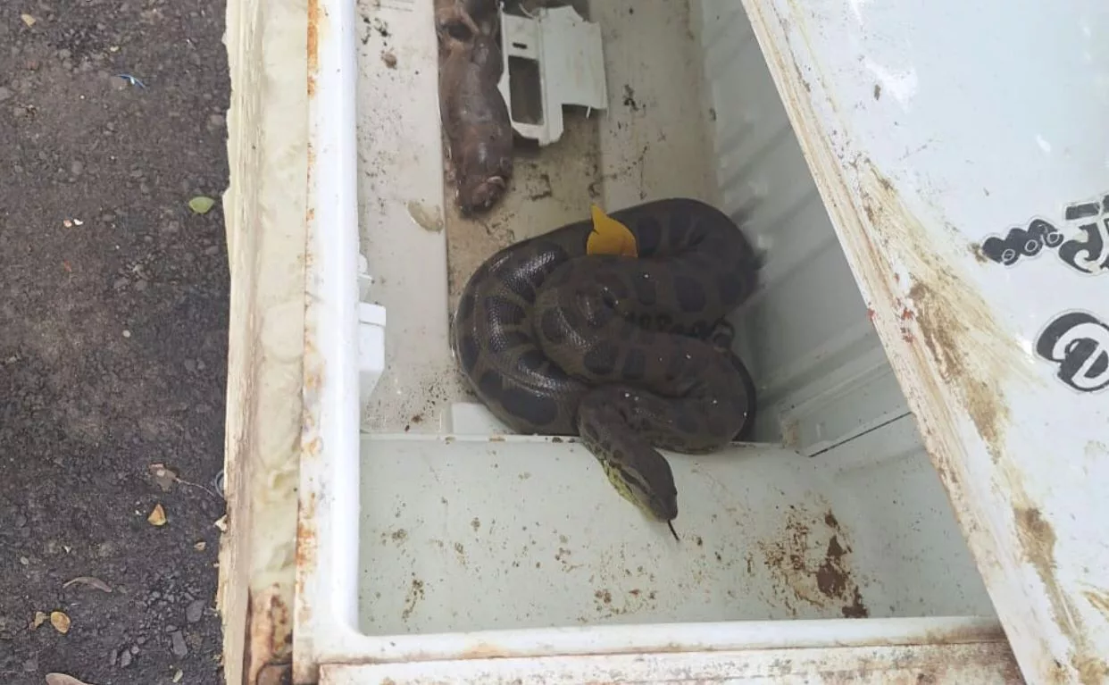 Foto: Divulgação / Coppa Foto: Divulgação / Coppa