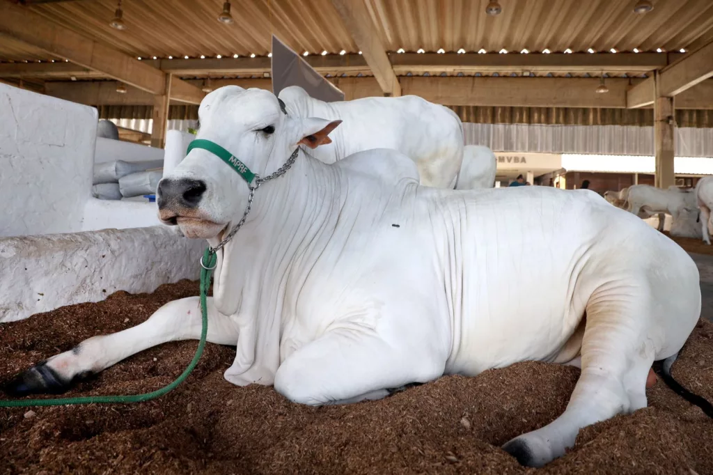 Foto: Divulgação / Adab