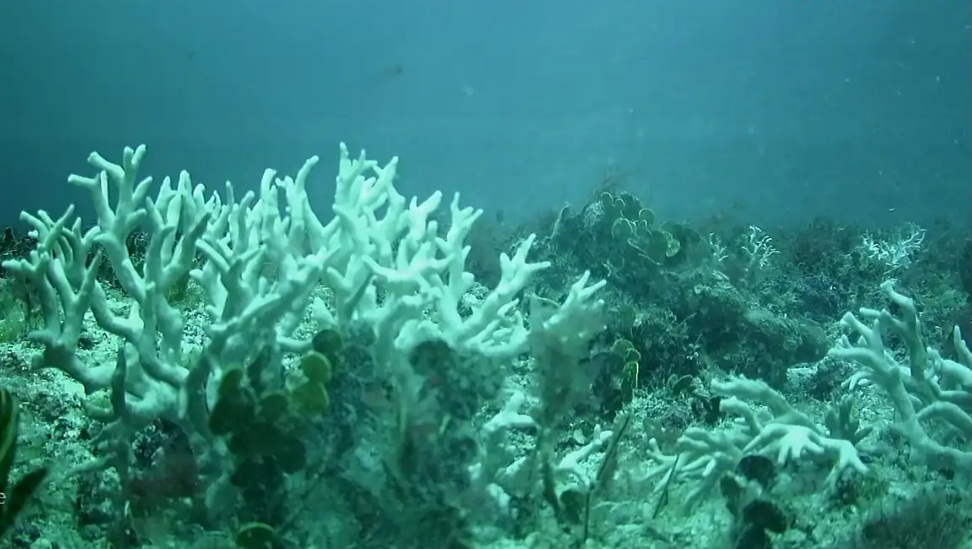 Corais em processo de branqueamento. Foto: UFPE/Reprodução