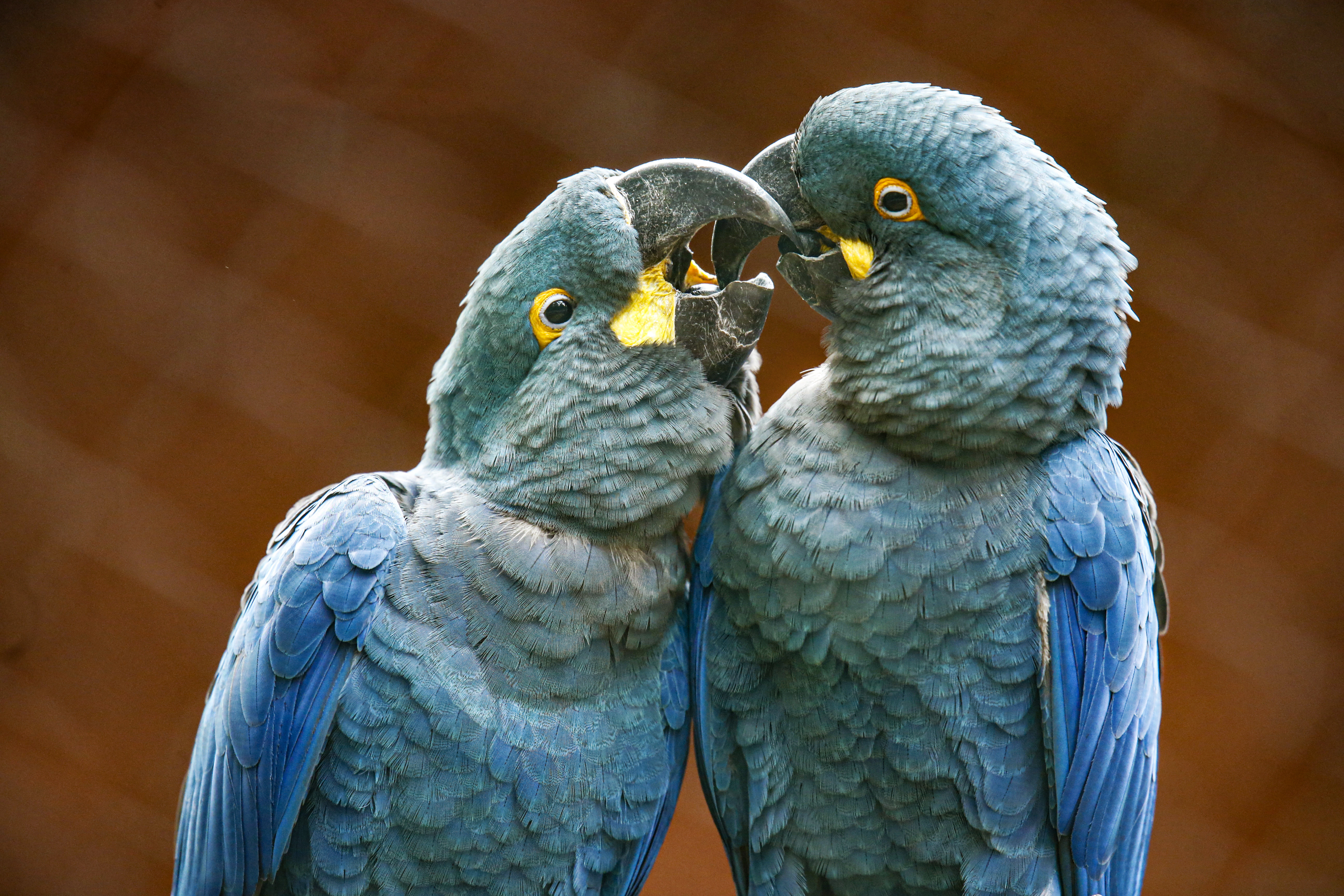 animais
