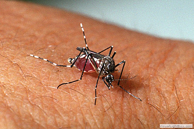 chikungunya
