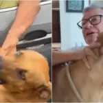 Tutor nega ter abandonado cachorro