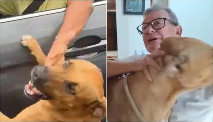 Tutor nega ter abandonado cachorro