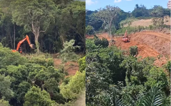 Imagens: Reprodução/Instagram/@sos.mata.atlanticasaorafael
