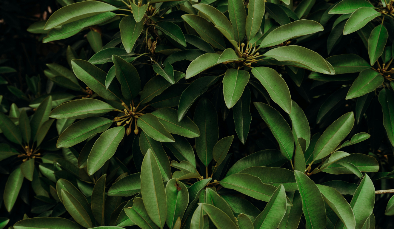 plantas