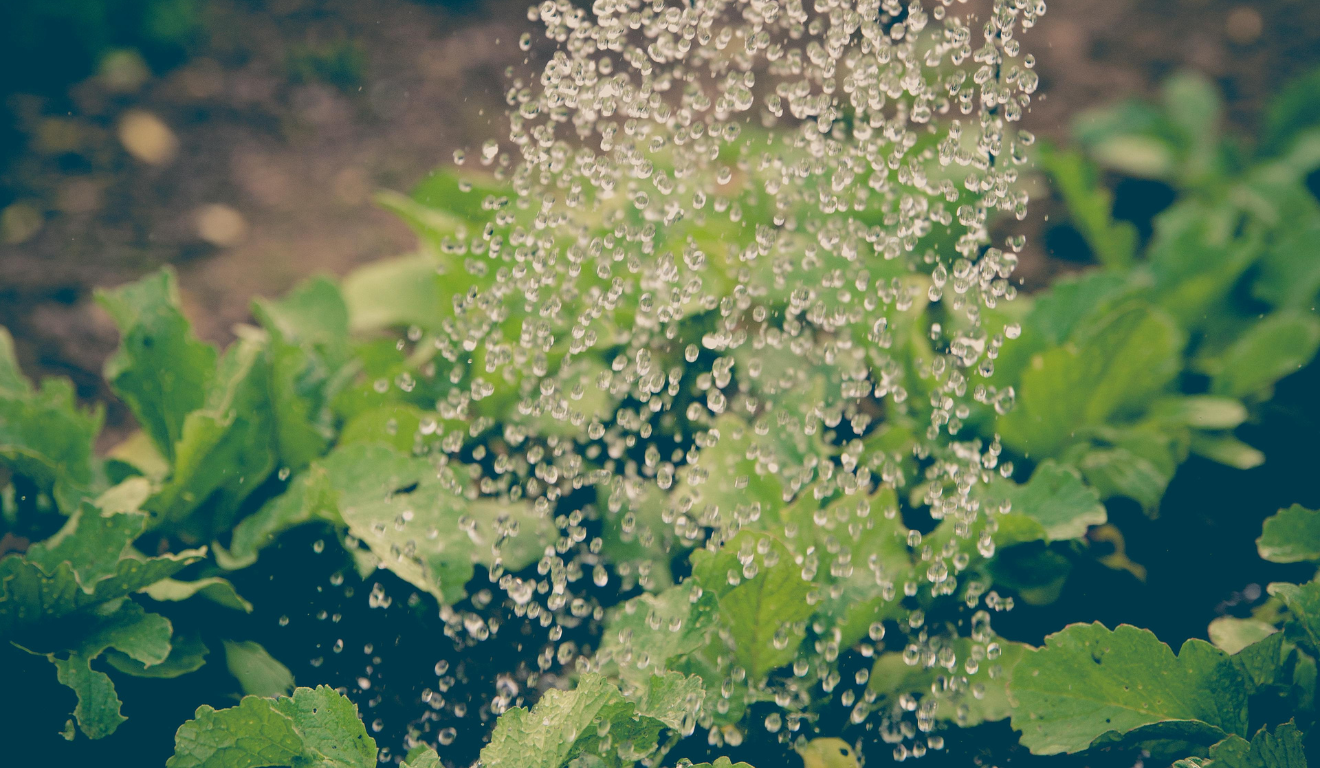 plantas