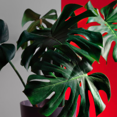 plantas