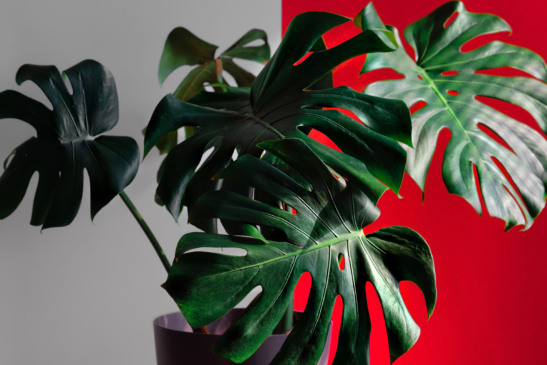 plantas