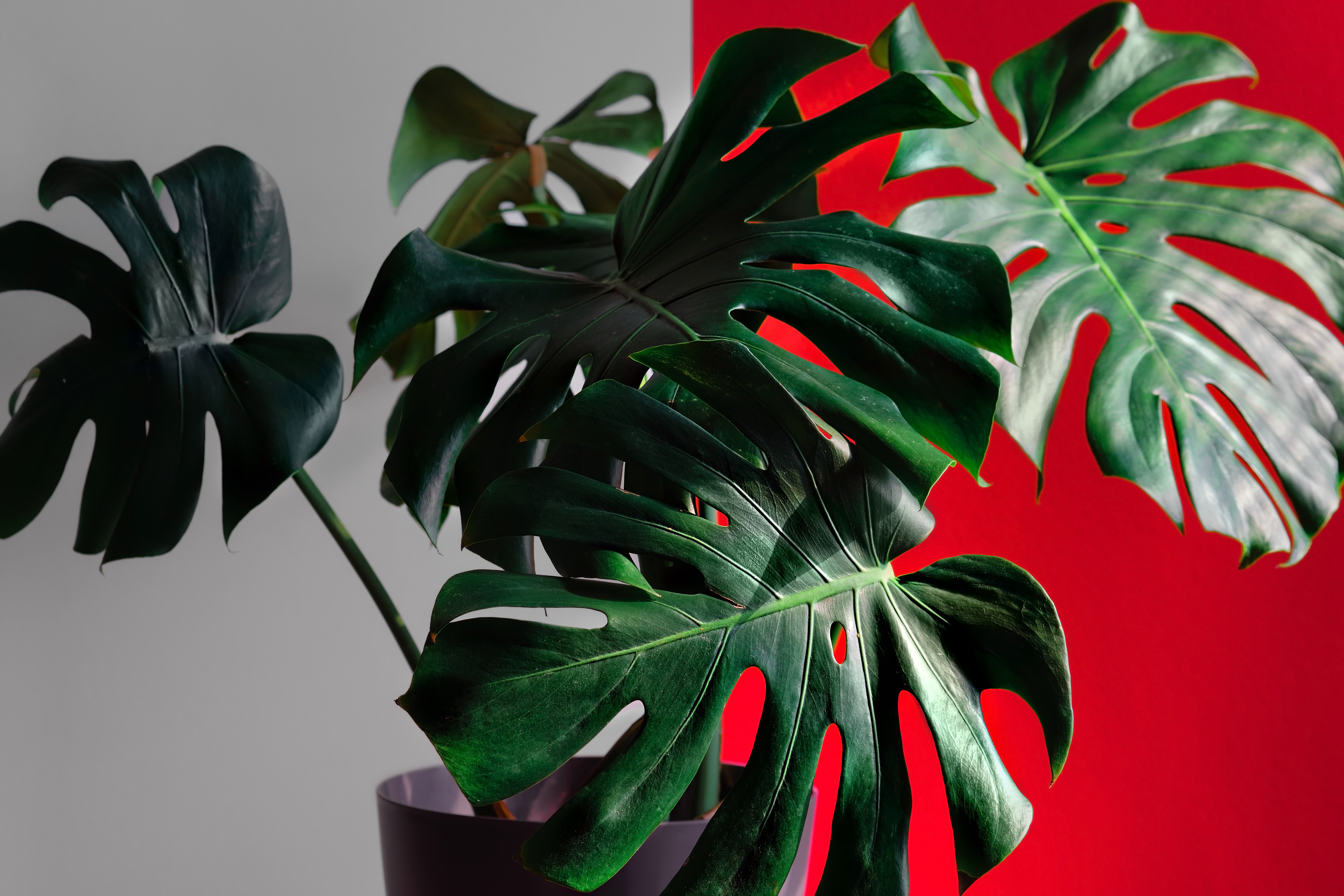 plantas