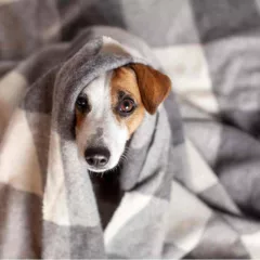 Foto: Reprodução / Shutterstock