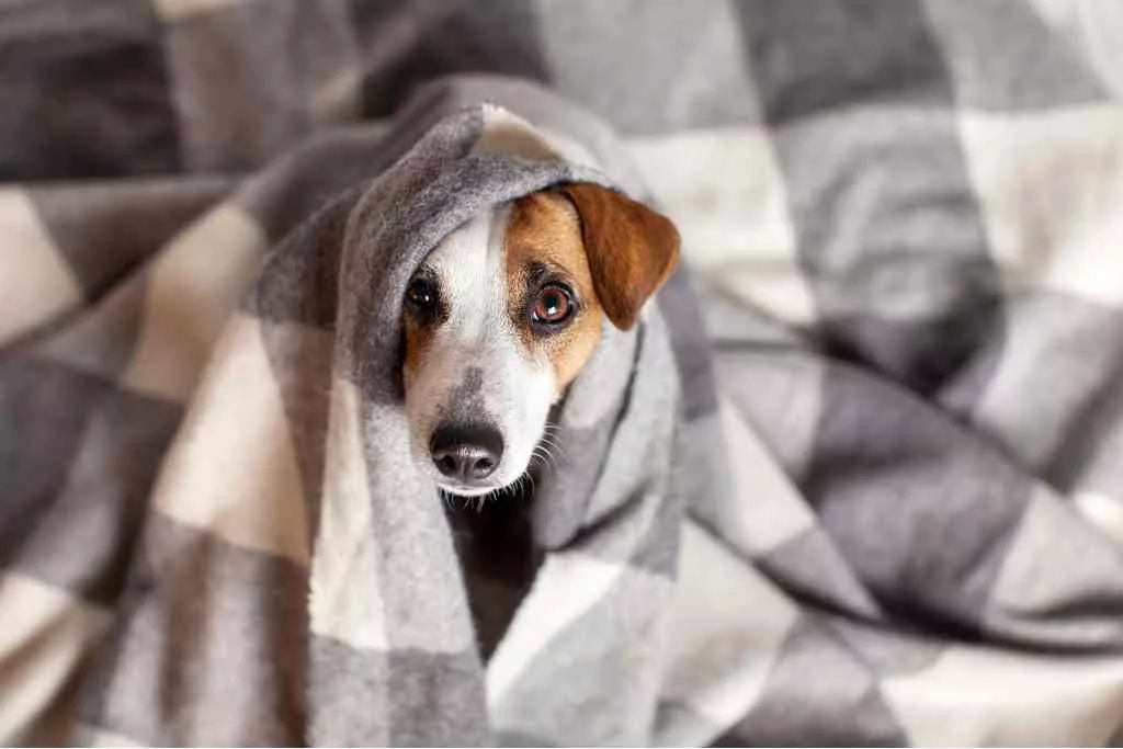 Foto: Reprodução / Shutterstock