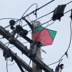 Foto: Divulgação / Neoenergia Coelba