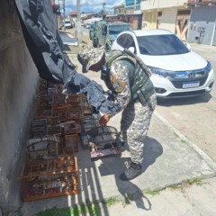 Foto: Divulgação / GCM