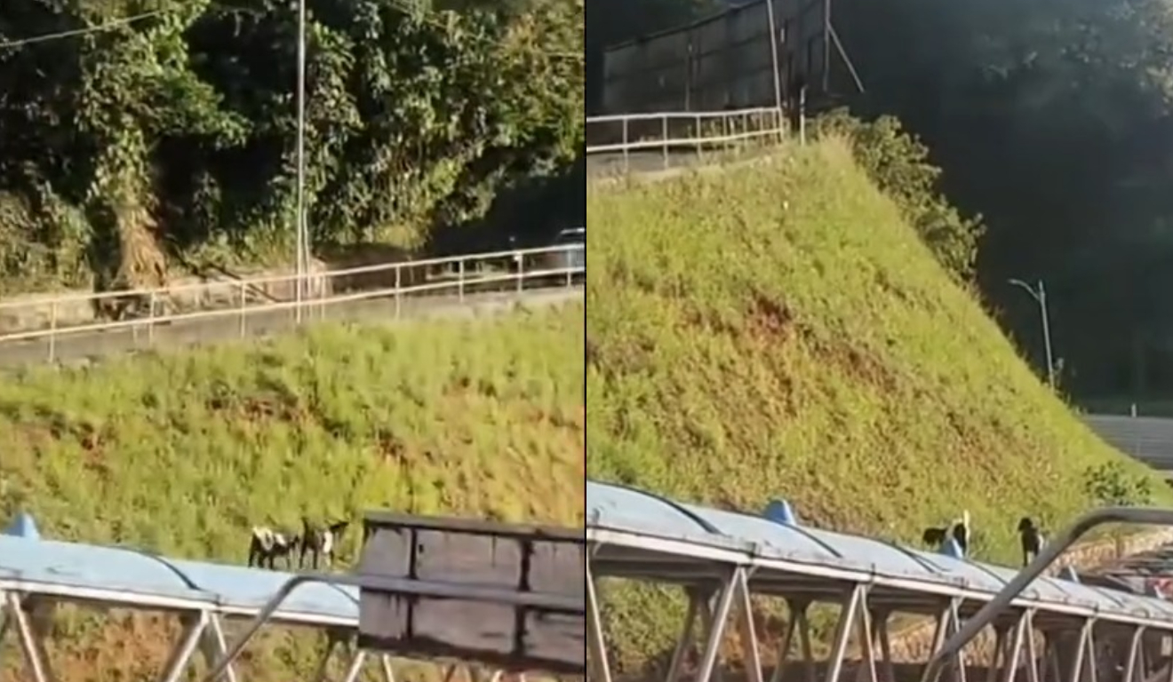 Foto: Reprodução redes sociais
