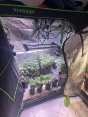 Maconha apreendida