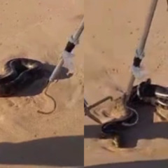 sucuri encontrada em praia de salvador