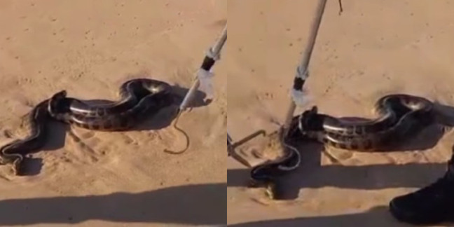 sucuri encontrada em praia de salvador