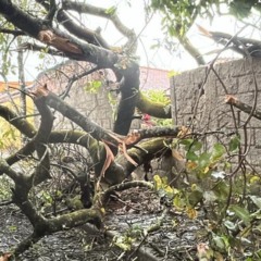 Foto: Reprodução/Neoenega Coelba 