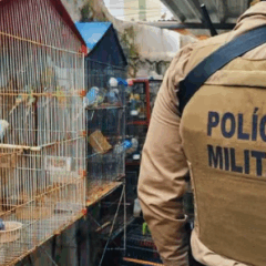 Foto: Divulgação / COPPA