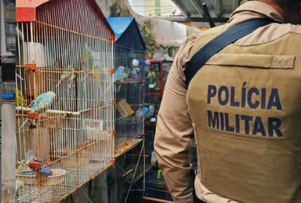 Foto: Divulgação / COPPA