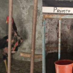 Foto: Polícia Civil