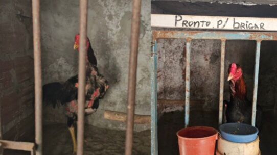 Foto: Polícia Civil