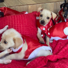 Foto: Arquivo pessoal / Doce Lar