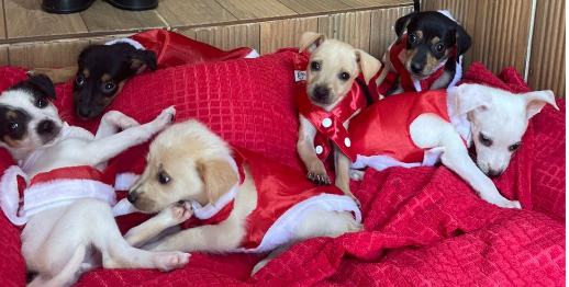 Foto: Arquivo pessoal / Doce Lar