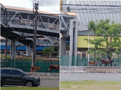 Vaca e filhote são flagrados soltos na Avenida Paralela