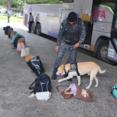 Foto: 1ª CIPM/Divulgação