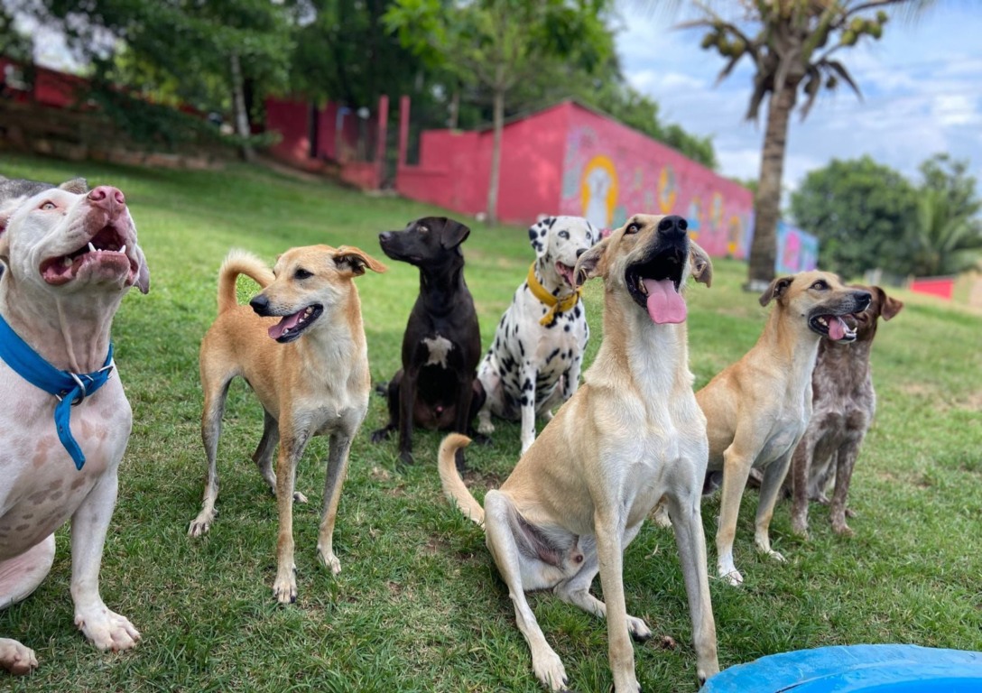 Foto: Divulgação / Doce Lar 