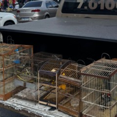 Foto: Reprodução/ COPPA