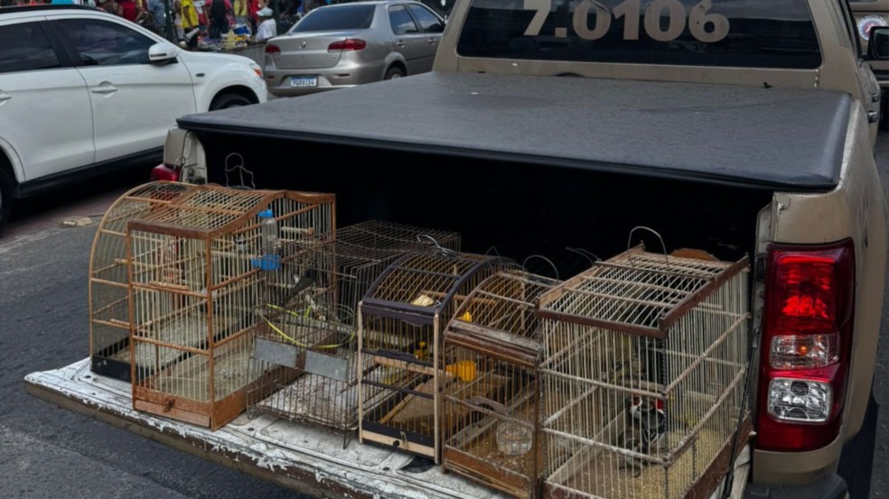 Foto: Reprodução/ COPPA