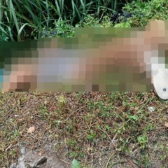 Foto: Reprodução/Redes sociais