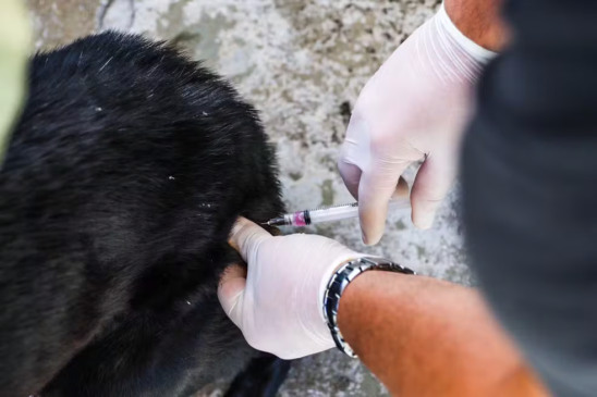 Foto: Divulgação / Secom SMS