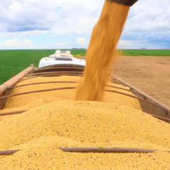 Foto: AIBA/Divulgação