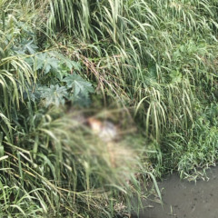 Foto: Reprodução / Redes Sociais