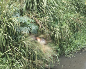 Foto: Reprodução / Redes Sociais