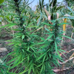 Foto: Divulgação / PMBA