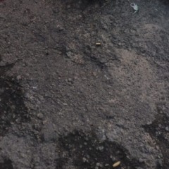 Foto: Reprodu&ccedil;&atilde;o