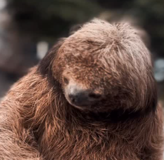 Foto: Divulgação / Coppa