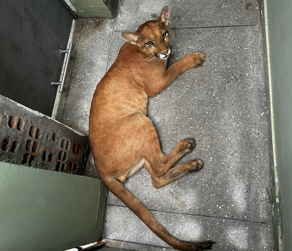 Foto: Ascom Inema Foto: Ascom Inema