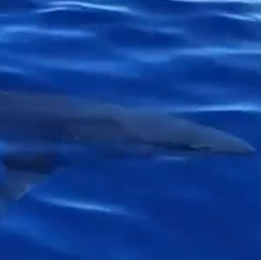 Foto: Reprodução / Redes Sociais