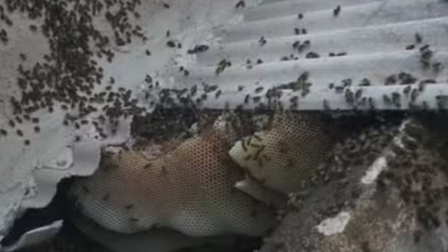 Foto: Reprodução/18º BBM