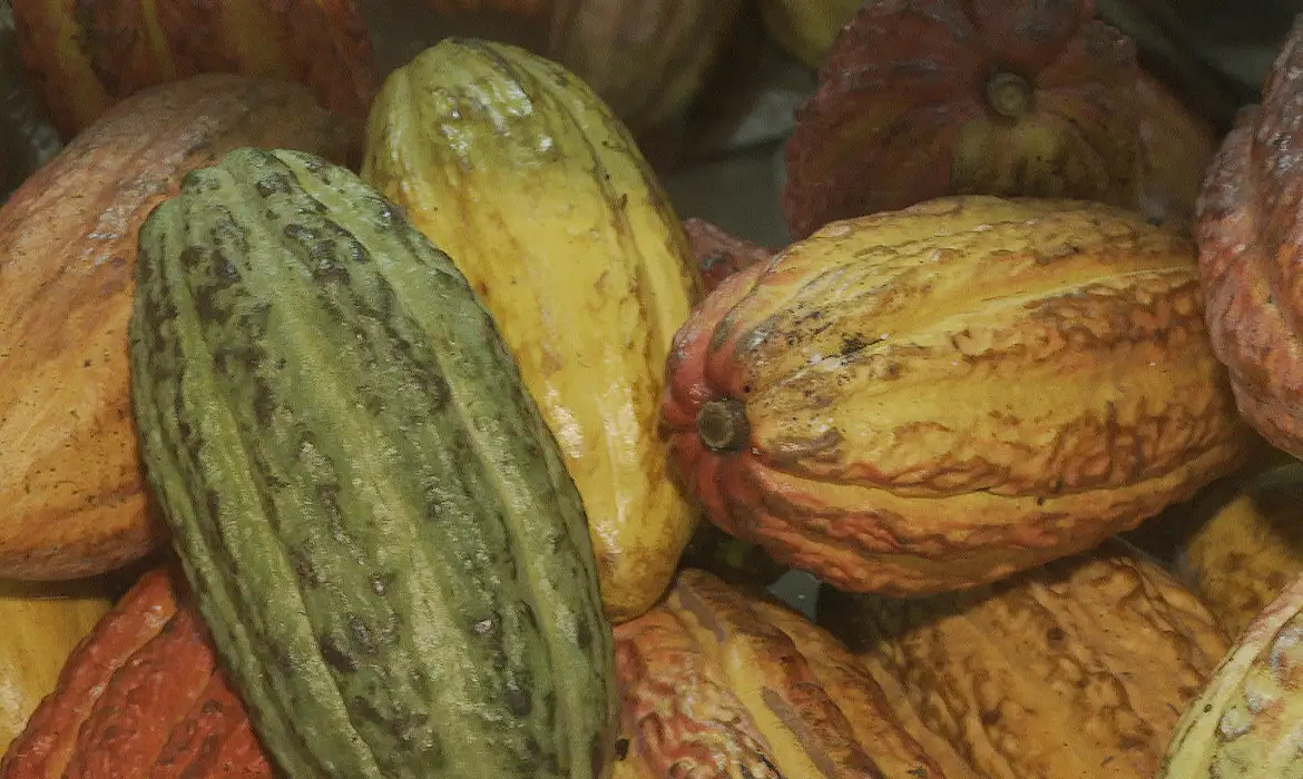 Foto: Rprodução/ TV Brasil
Foto: Rprodução/ TV Brasil