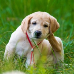 Foto: Reprodu&ccedil;&atilde;o / Petlove