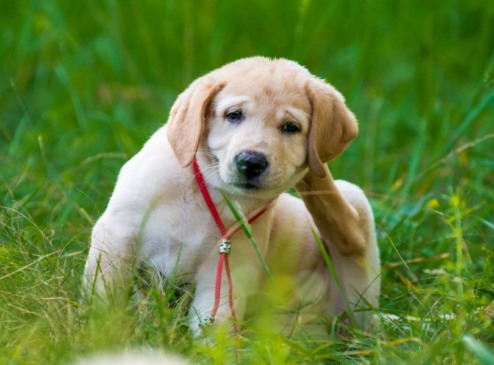 Foto: Reprodução / Petlove