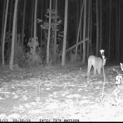 Imagem: Acervo Bracell