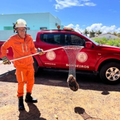 Foto: Divulga&ccedil;&atilde;o/Corpo de Bombeiros