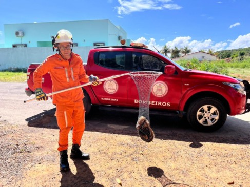 Foto: Divulgação/Corpo de Bombeiros
